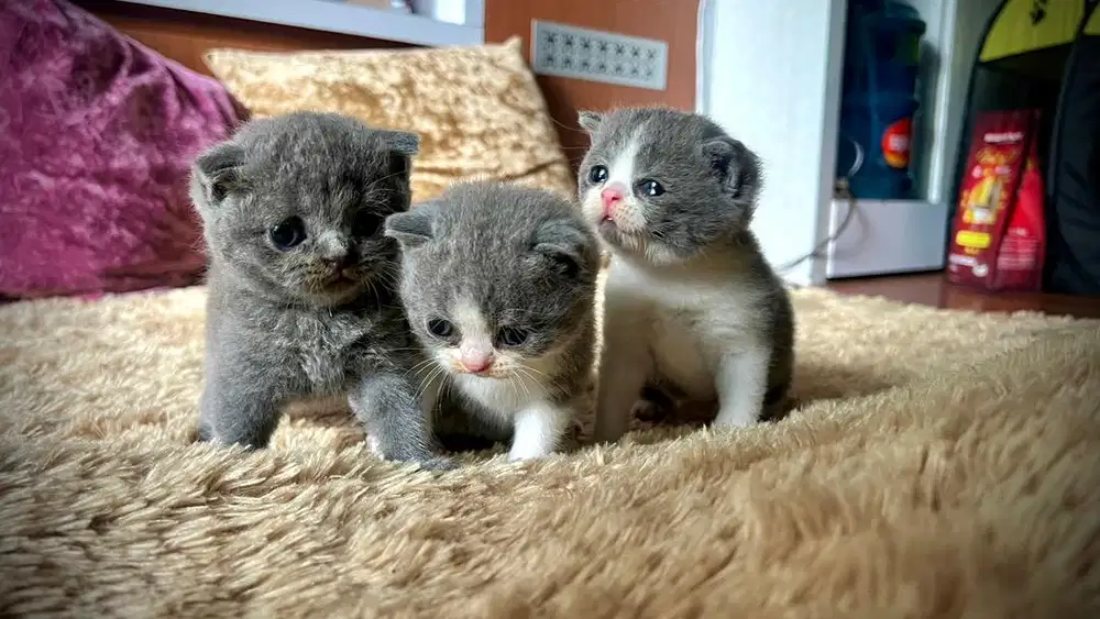 Kucing BSH British Short Hair