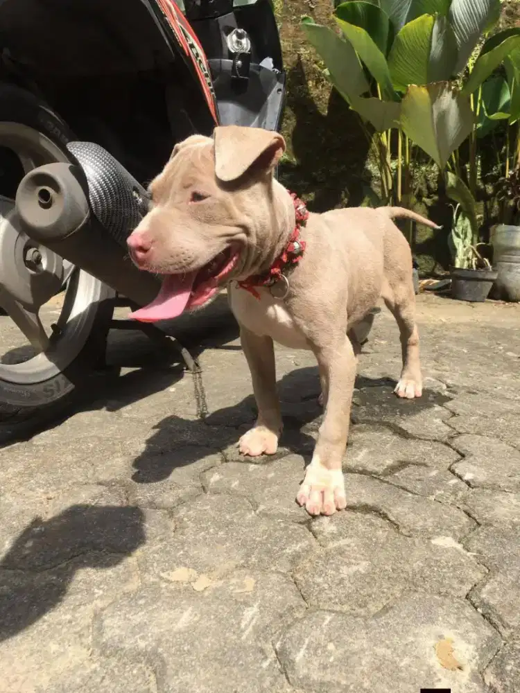 American pitbull terrier