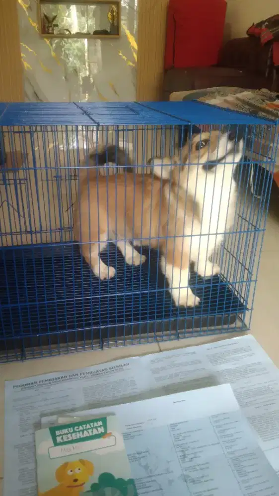 wels corgi jantan 3 bulan
