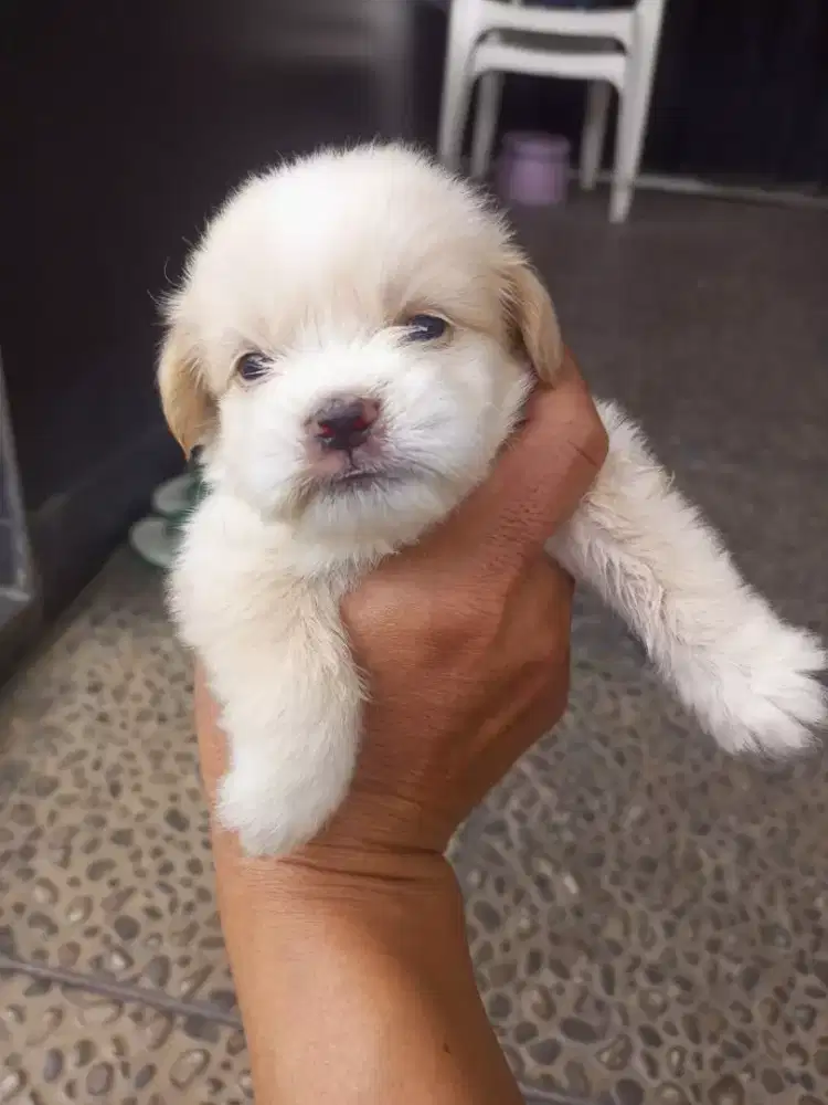 SHIHTZU MIX POM PUPPY