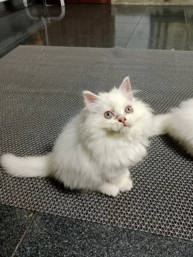 open adopt himalaya flatnose