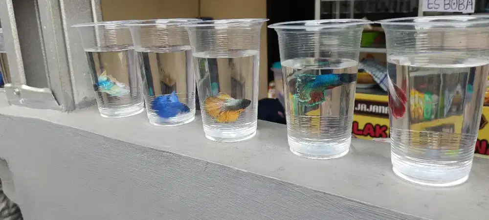 Ikan cupang halfmoon