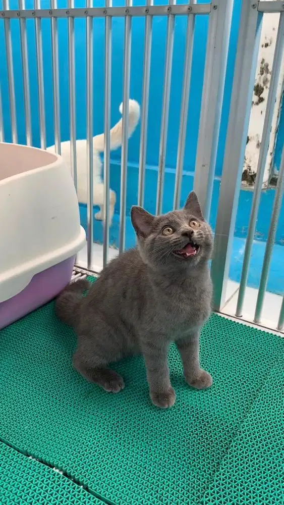 british shorthair