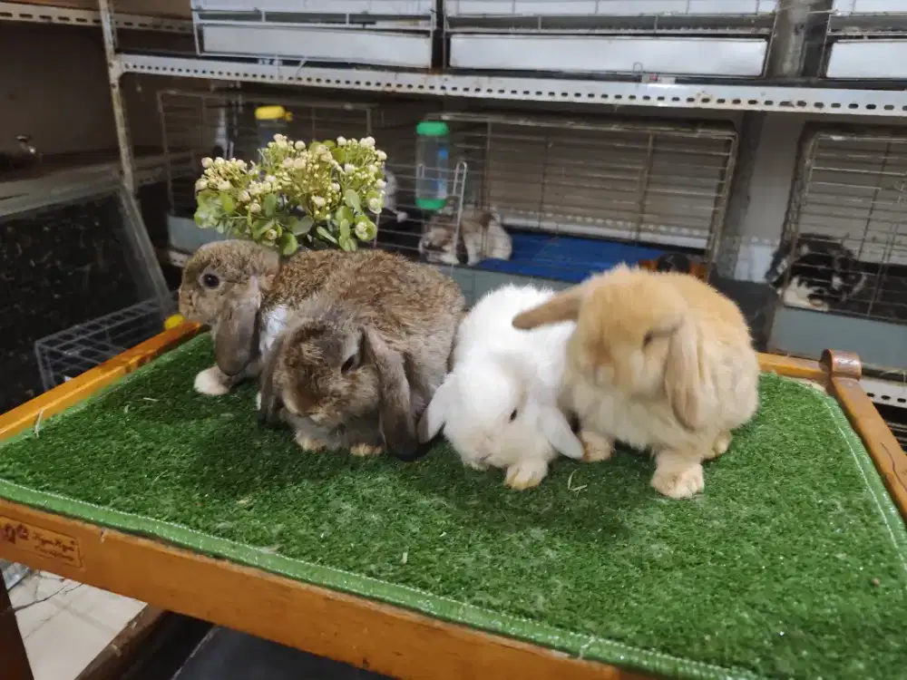 KELONCI HL HOLLAND LOP