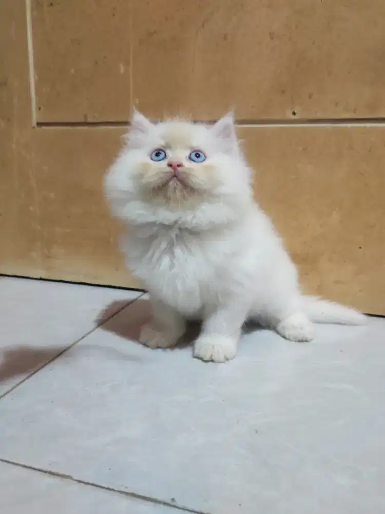 kitten persia lucu gemoy parah