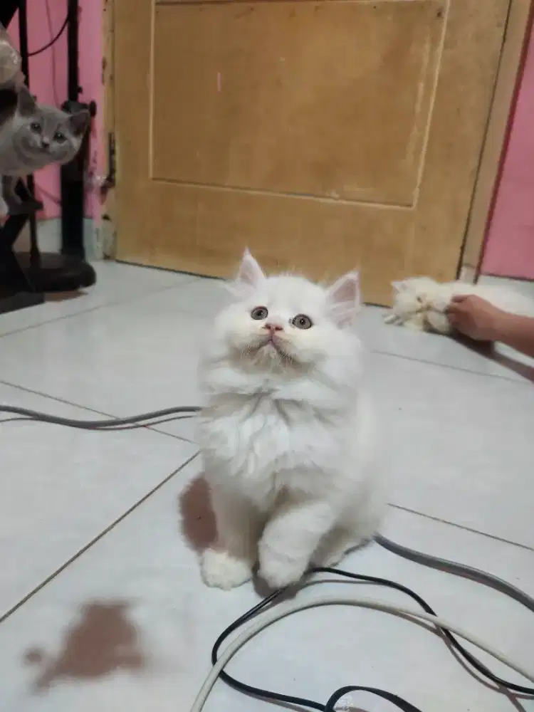 kitten persia lucu gemoy parah