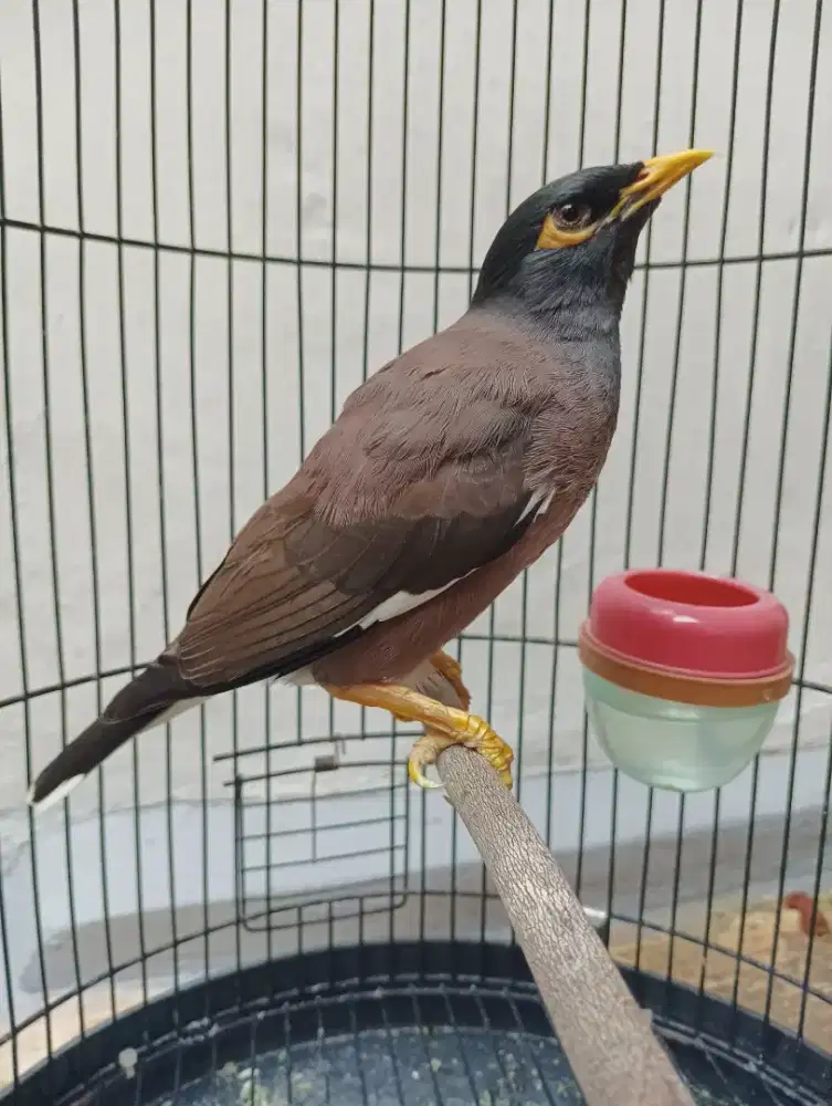 Jalak Nias Rawatan