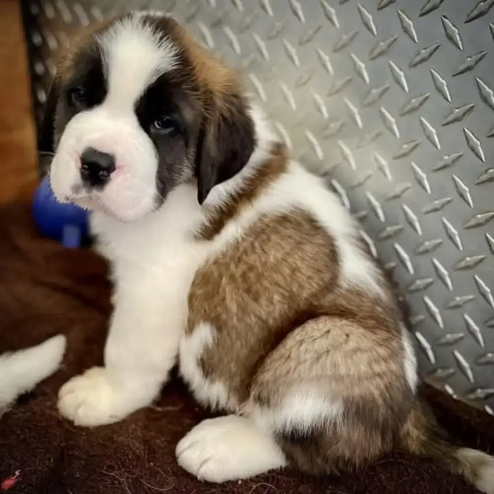 DIJUAL ANAK ANJING SAINT BERNARD
