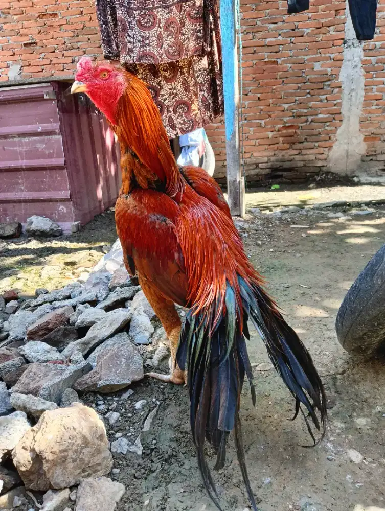 Jual Ayam Bangkok