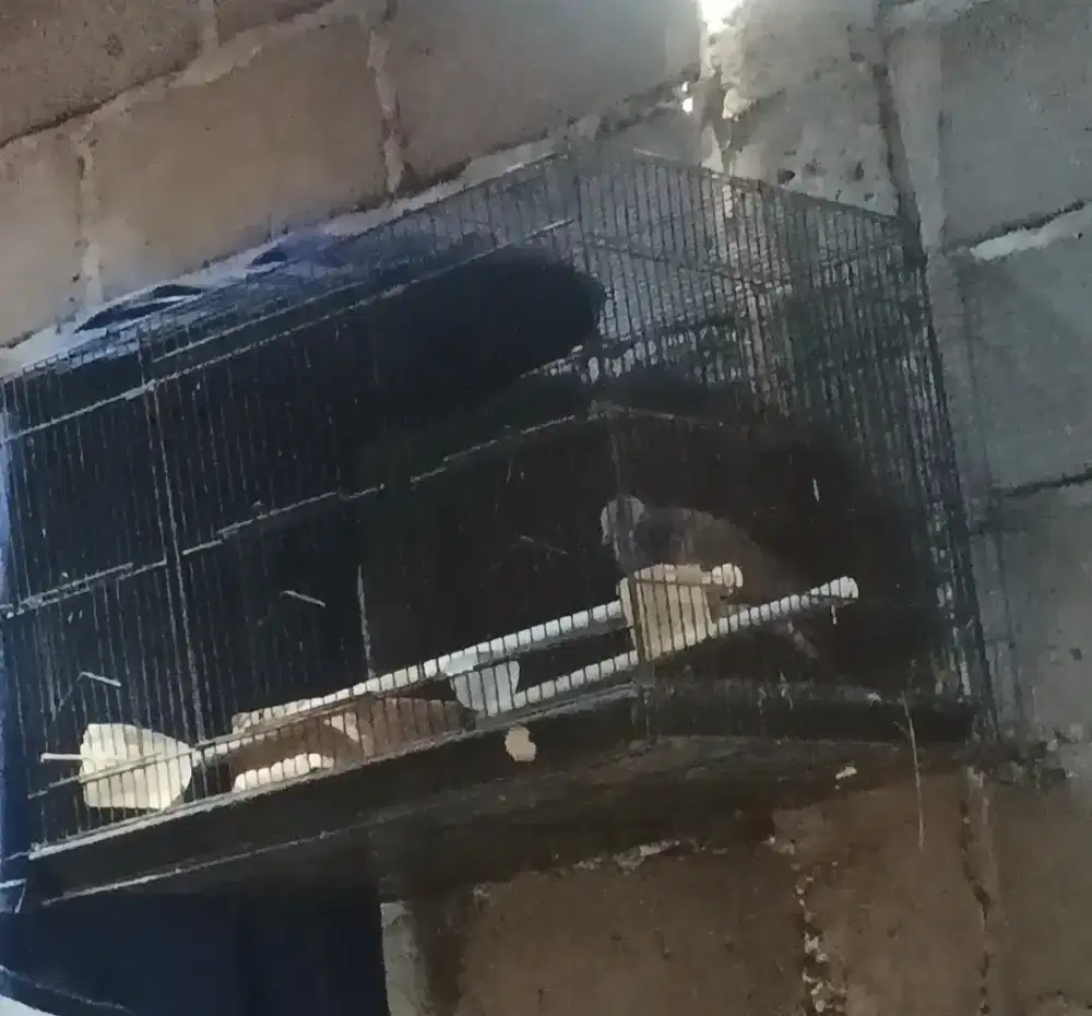Burung derkuku Kelantan gacor ring double kanan kiri