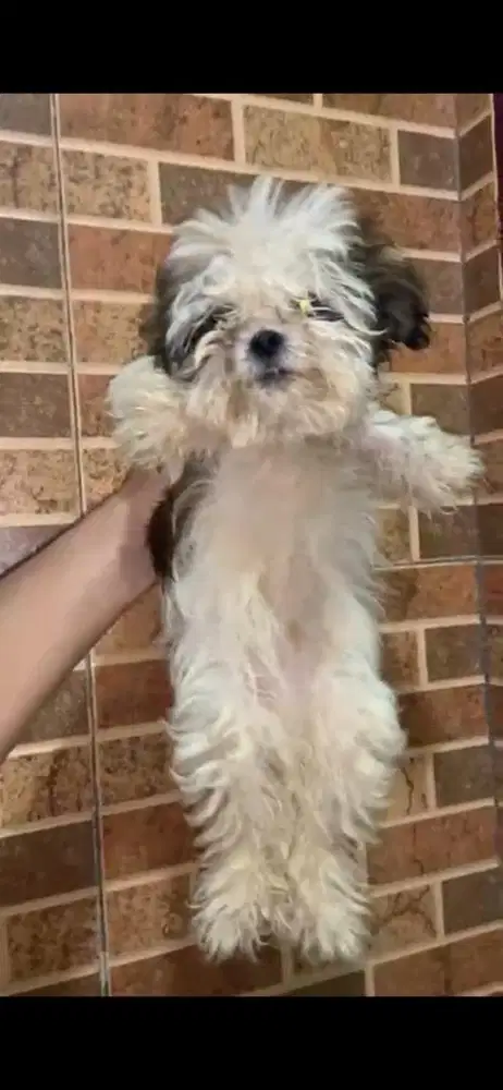 Anak anjing mini shitzu