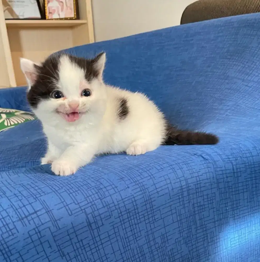 Kitten Munchin anakan BSH Betina