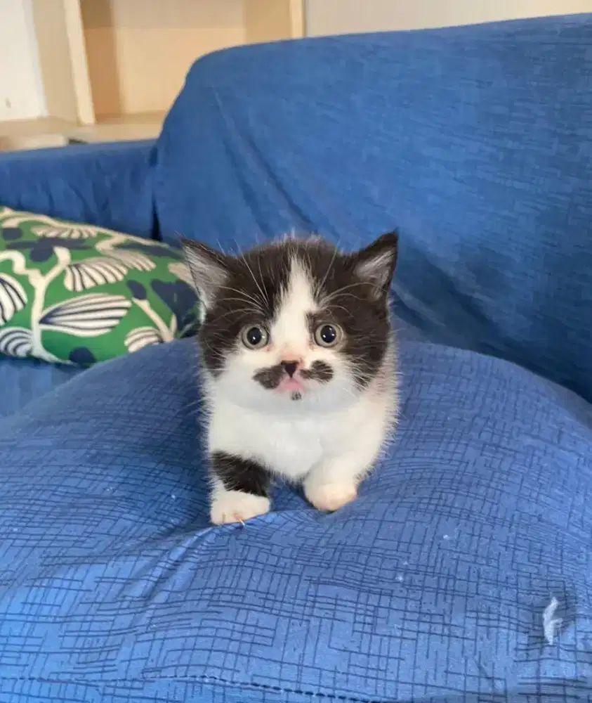 Kitten Munchin anakan BSH Betina