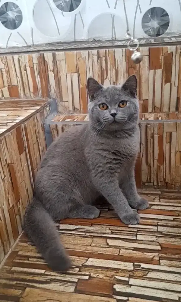 British shorthair
