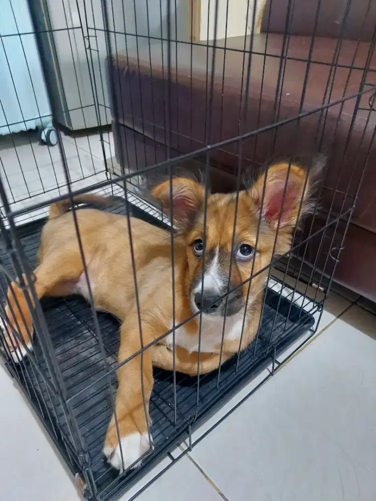 Anak anjing mix ras