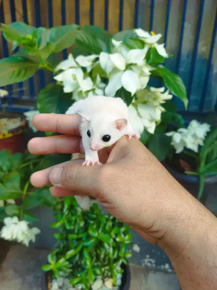 Sugar Gliders Leucistic jantan