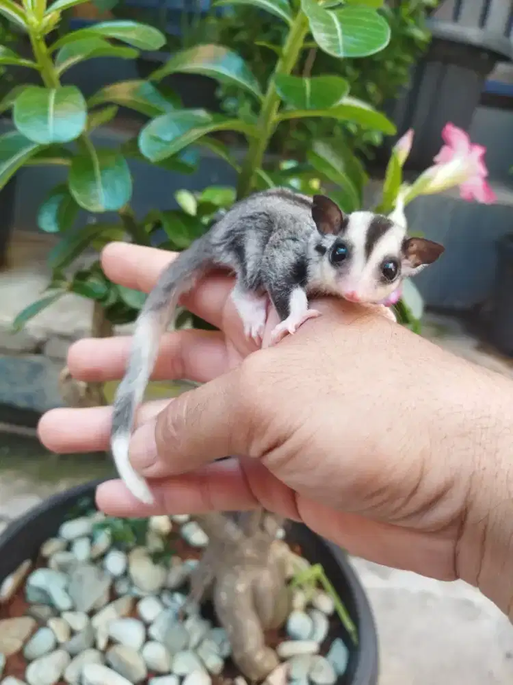 Sugar Glider Mozaic jantan
