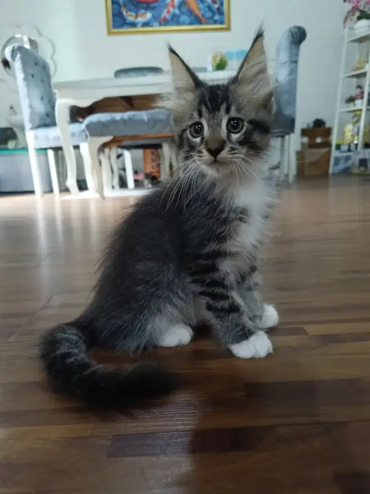 Kucing mainecoon