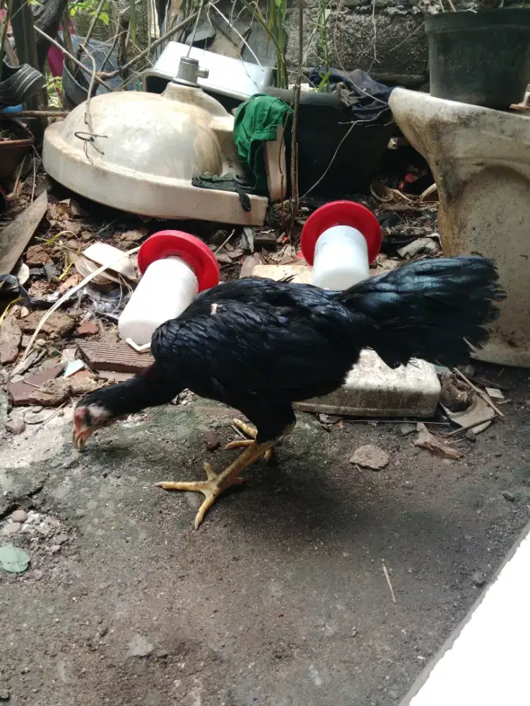 Ayam Bangkok betina