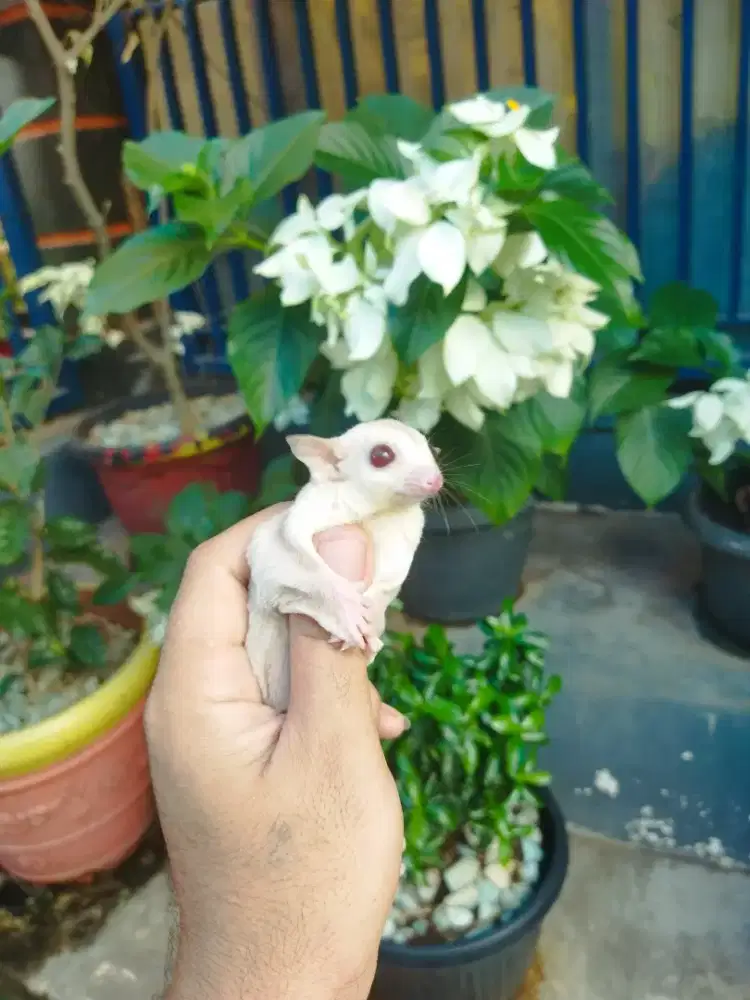 Sugar Glider Creamino jantan