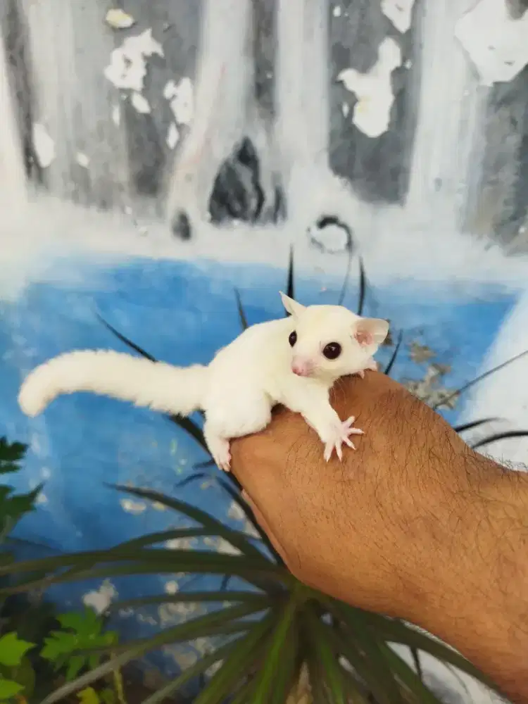 Sugar Glider Ruby Leu betina