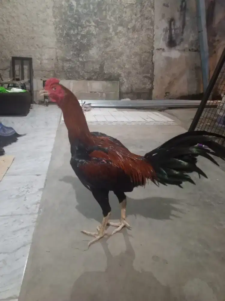 Ayam Bangkok x Mangon