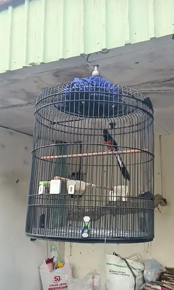 Burung murai gacor