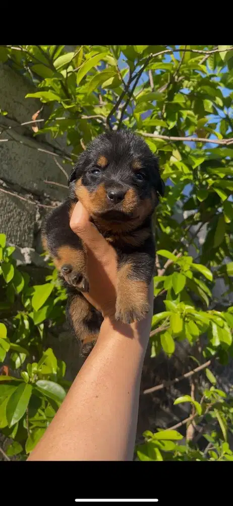 Puppy Rottweiler