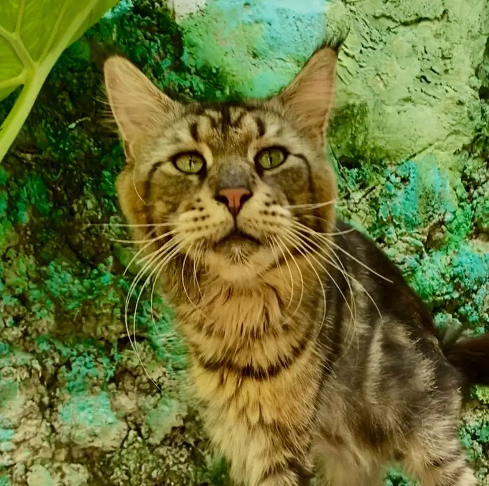 mainecoon jantan