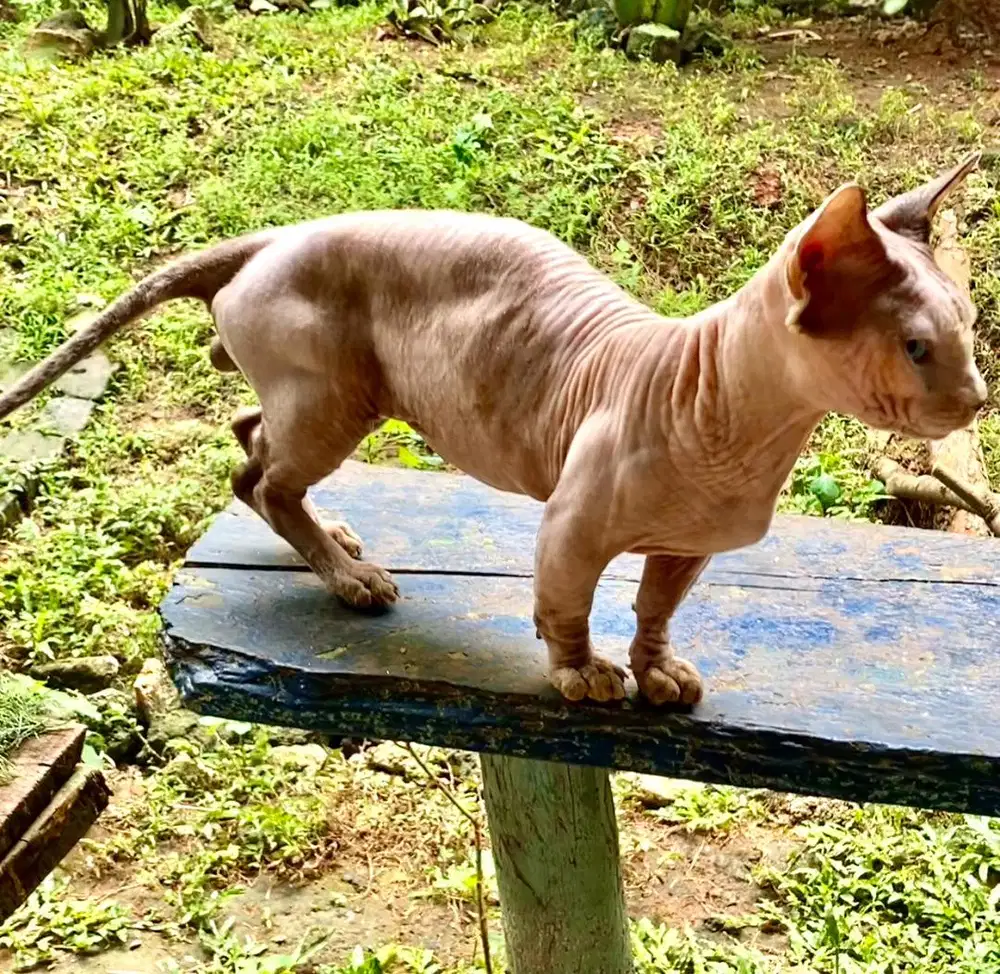bambino pejantan