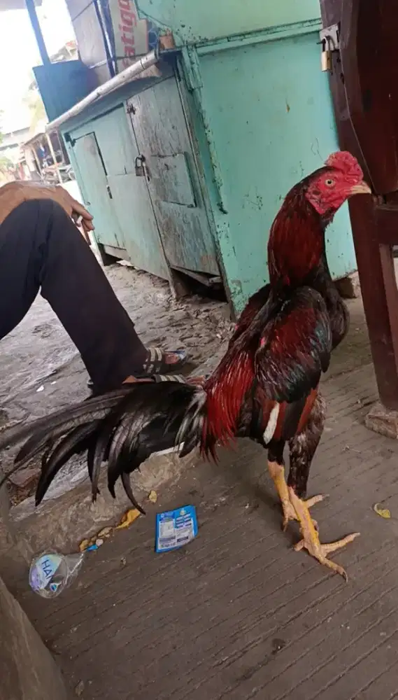 Ayam bangkok tehnik muda
