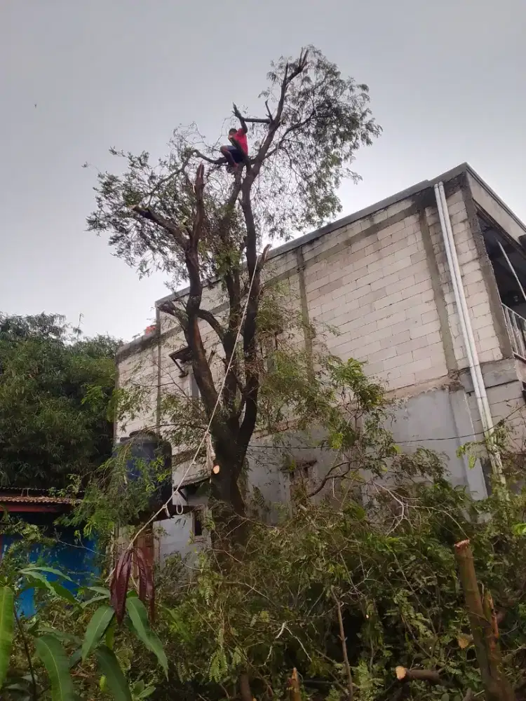 Jasa bangunan/renovasi/gali/tebang pohon dll.