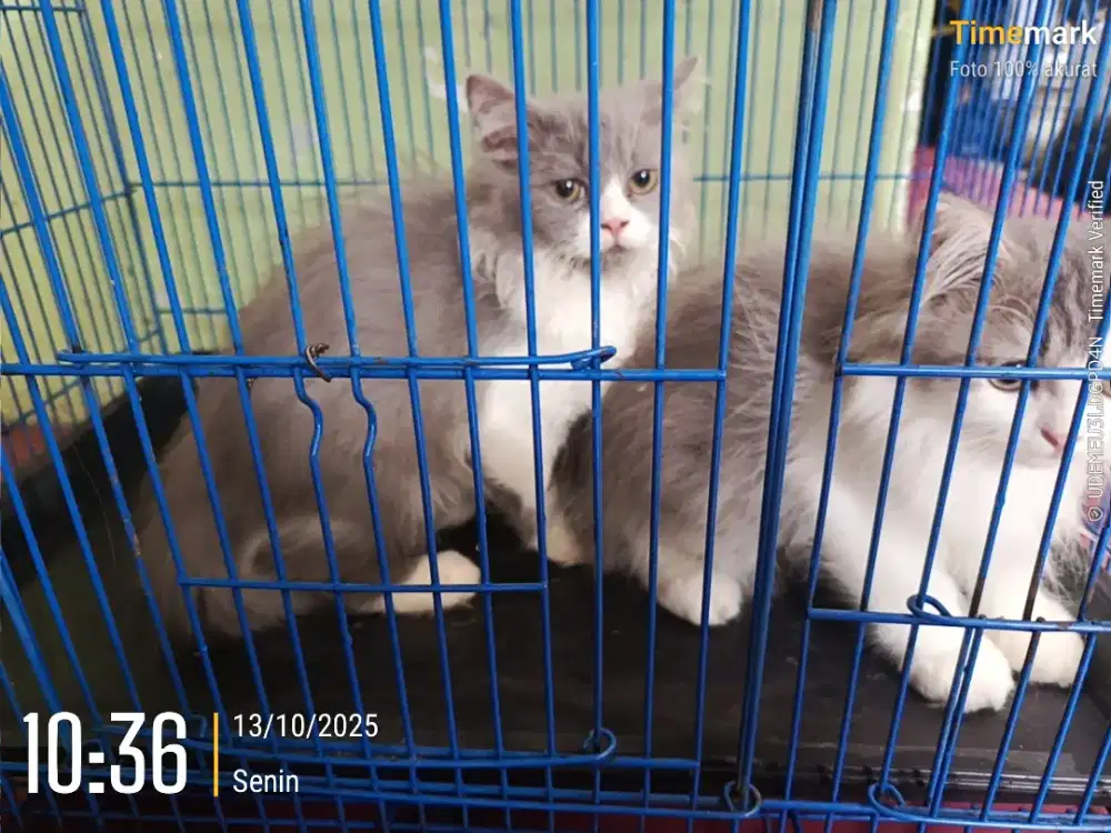 Kucing Persia platnose 700 nego