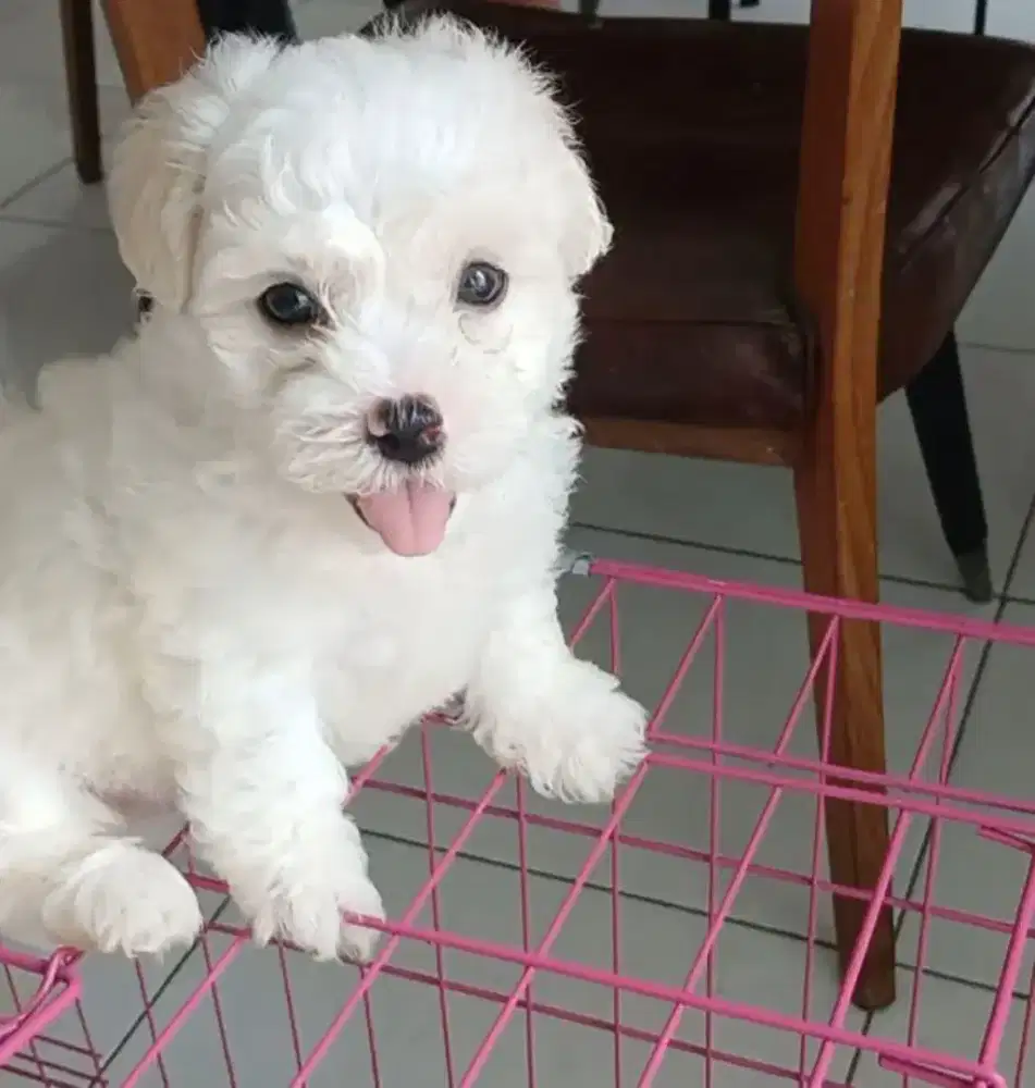 Anak anjing maltipo
