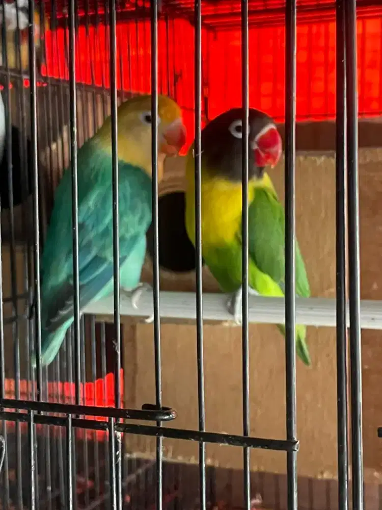 Lovebird sepasang