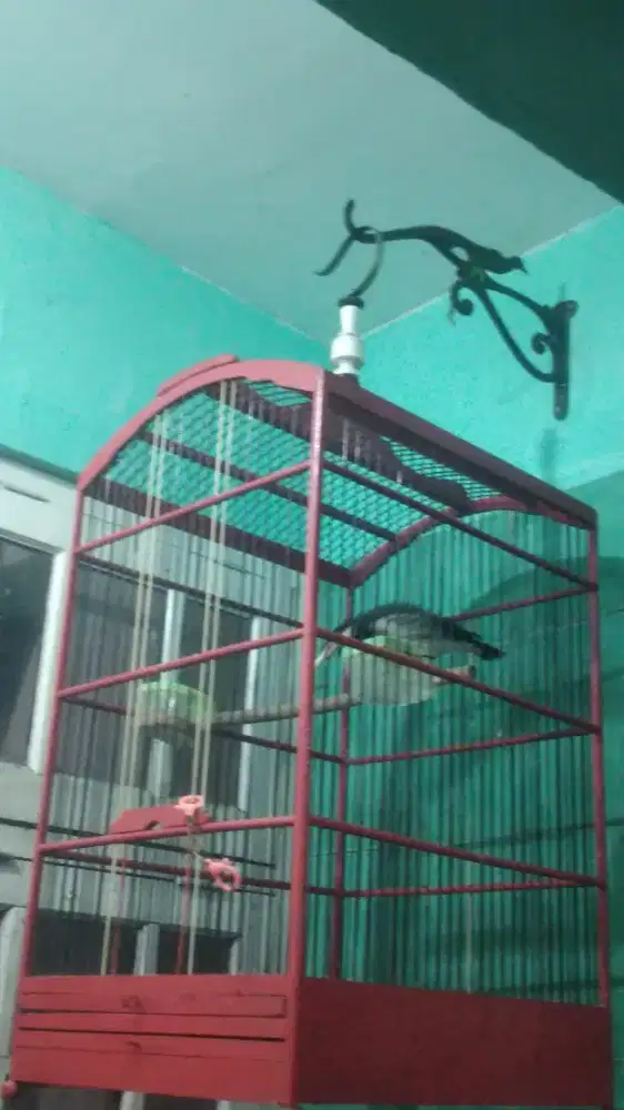 Jalak suren garuda