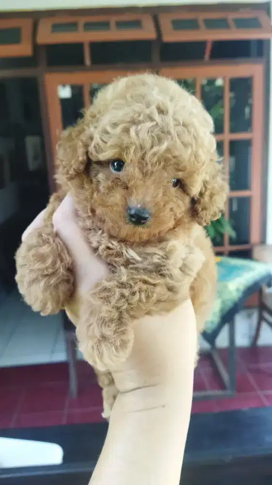 Jantan betina toy tiny poodle stambum