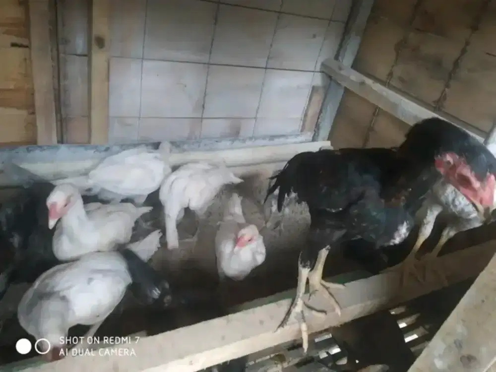Jual ayam kampung hidup murah
