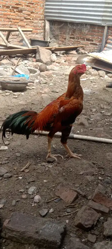 Jual ayam pamagon