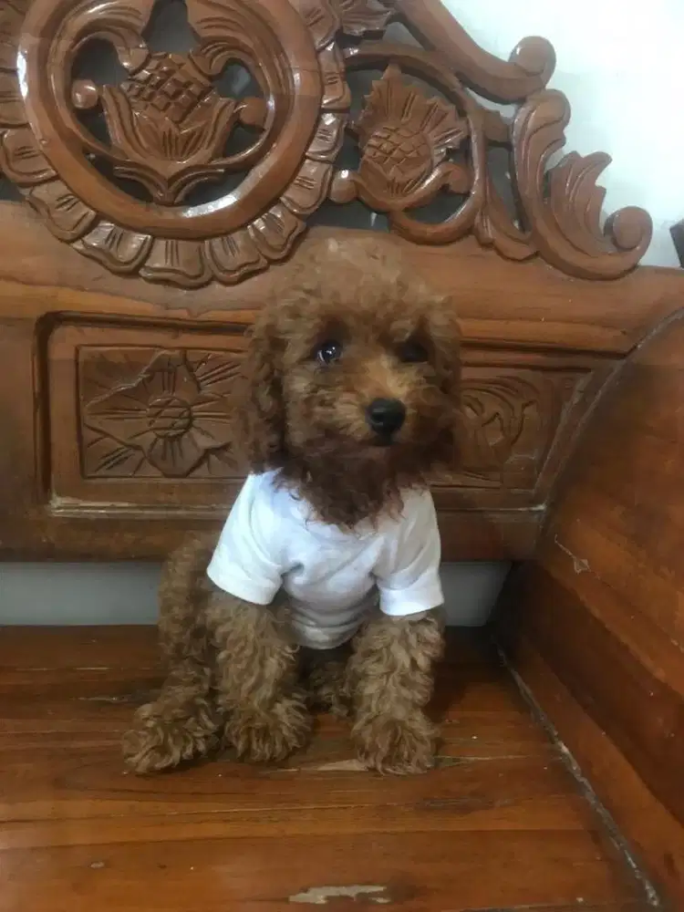 Red toy Poodle warna pekat. Sehat, lincah dan terawat