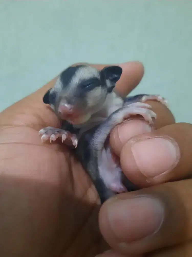 Joey (baby sugar glider) grey