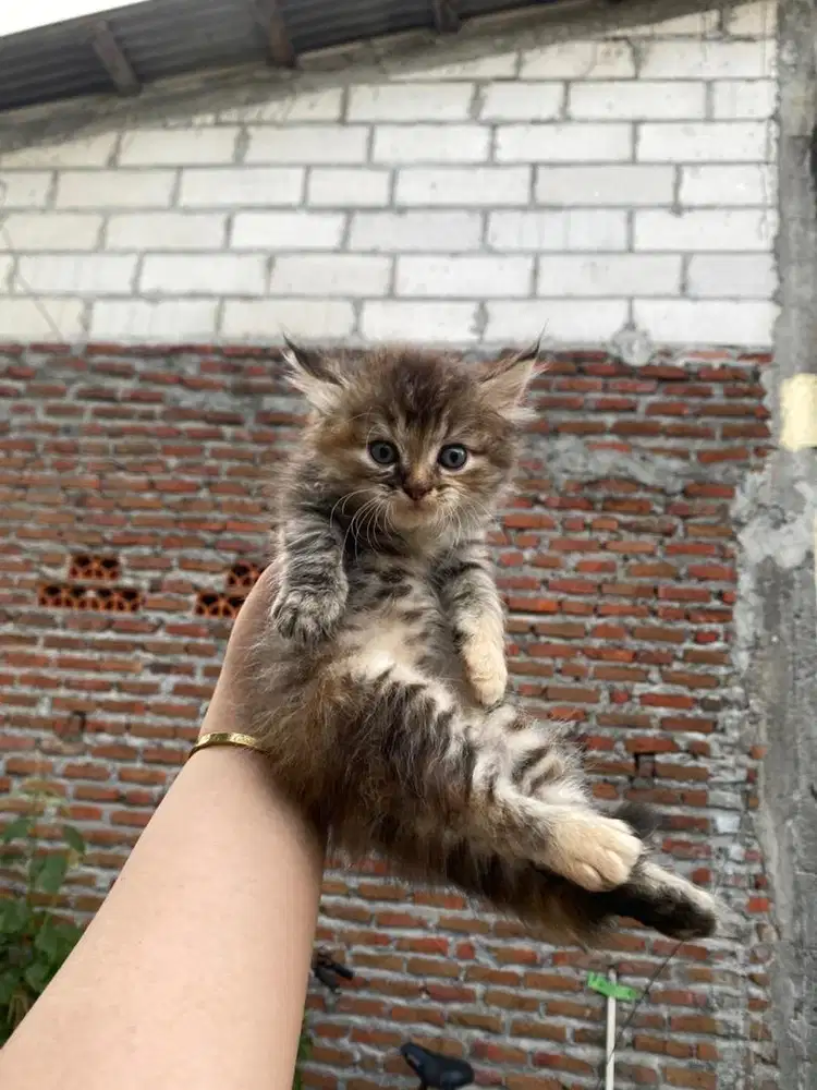 Kucing Persia Kitten 2 bulan