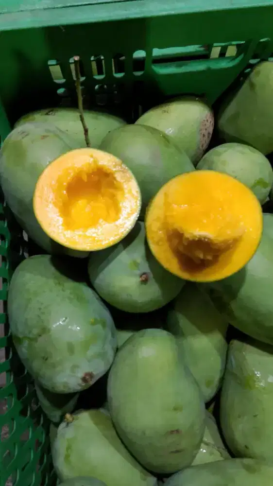 Mangga Gadung Super