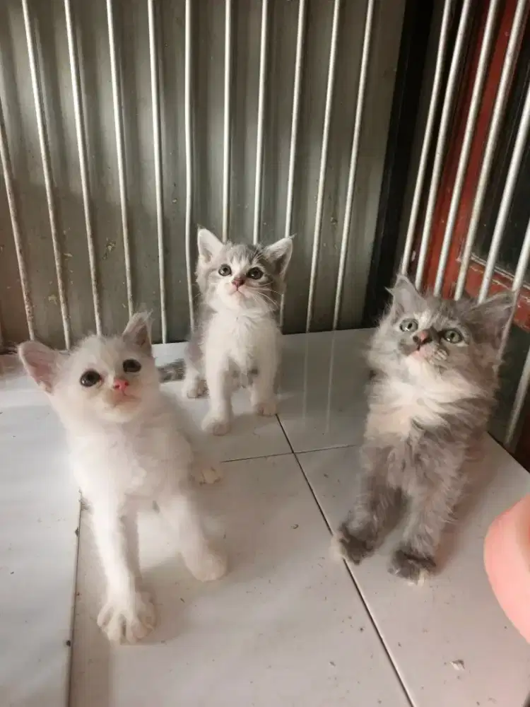 Kitten Persia 2,5 bulan