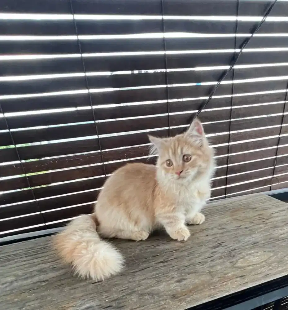 Munchkin jantan 4 bulan