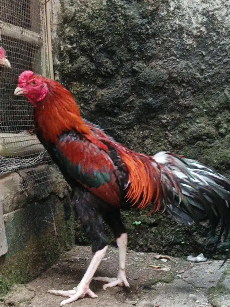Ayam Bangkok jago