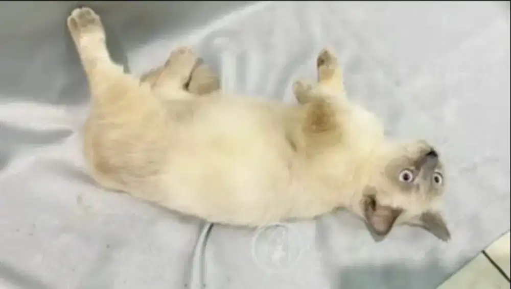 Kucing munckhin jantan himalaya