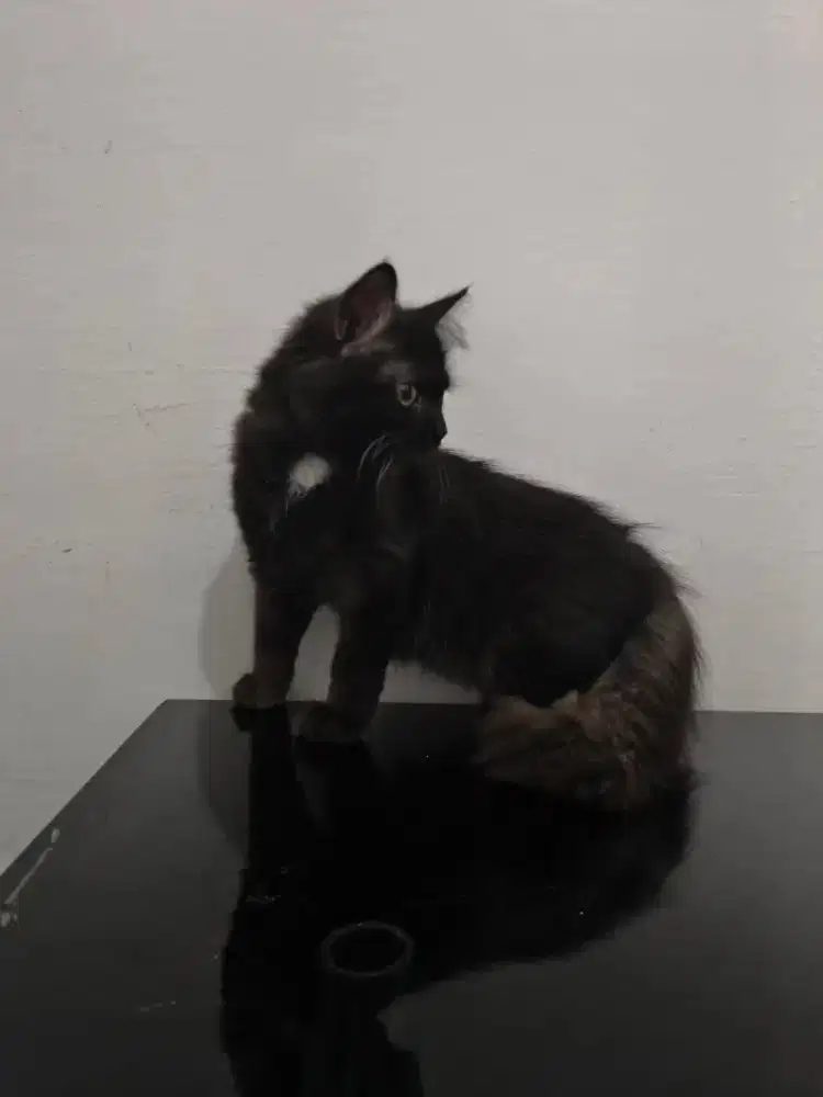 Lepas adopsi kitten Persia