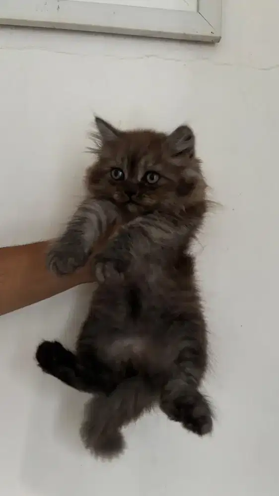 Lepas adopsi kitten Persia