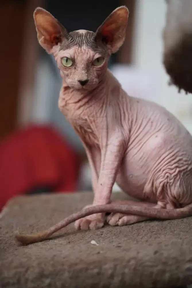 sphynx murah mau pindahan